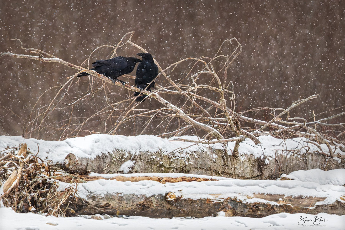 Ravens on the River