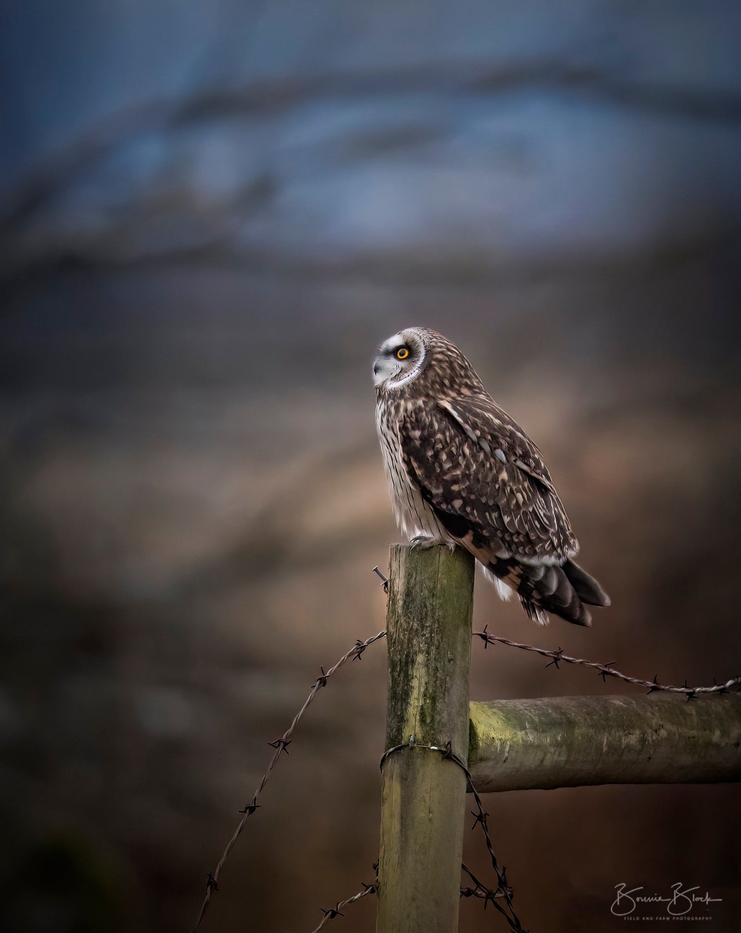 Short Eared Owl No. 8