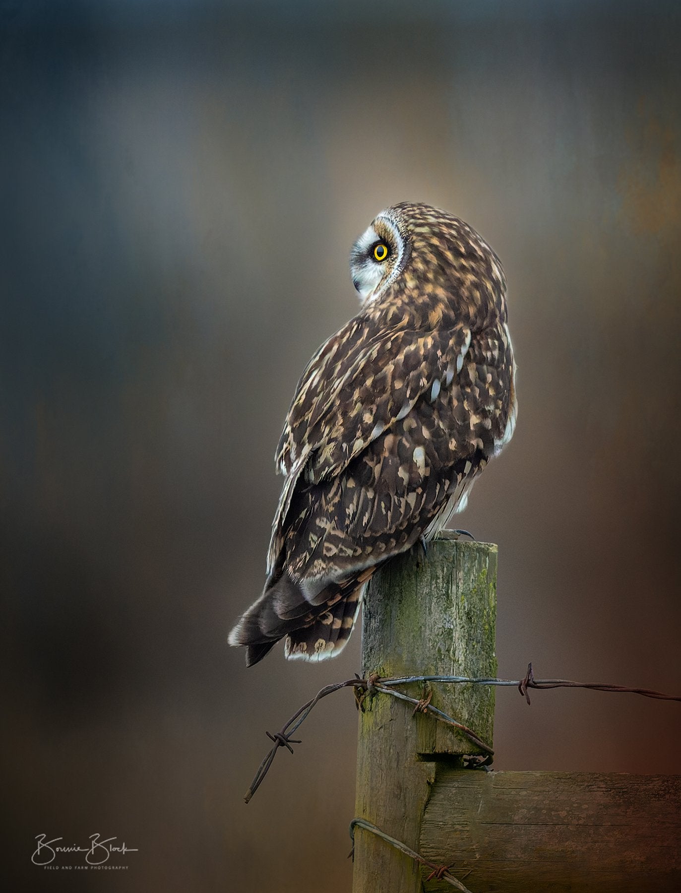 Short Eared Owl No. 9