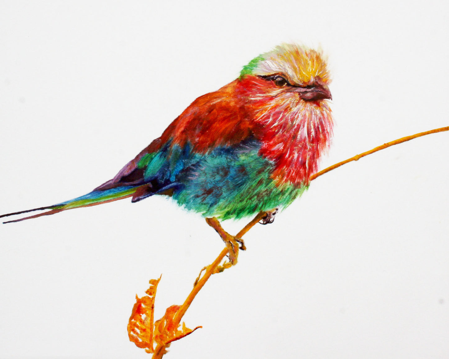 CARRIE GOLLER PRINTS - BIRDS -TANZANIA    original oil, 8x10