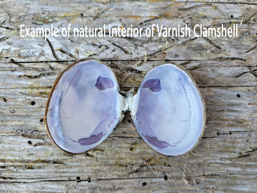 Hood Canal Seashell Earrings - Dark Blue Pattern- 18k Gold Trim - Carrie Goller