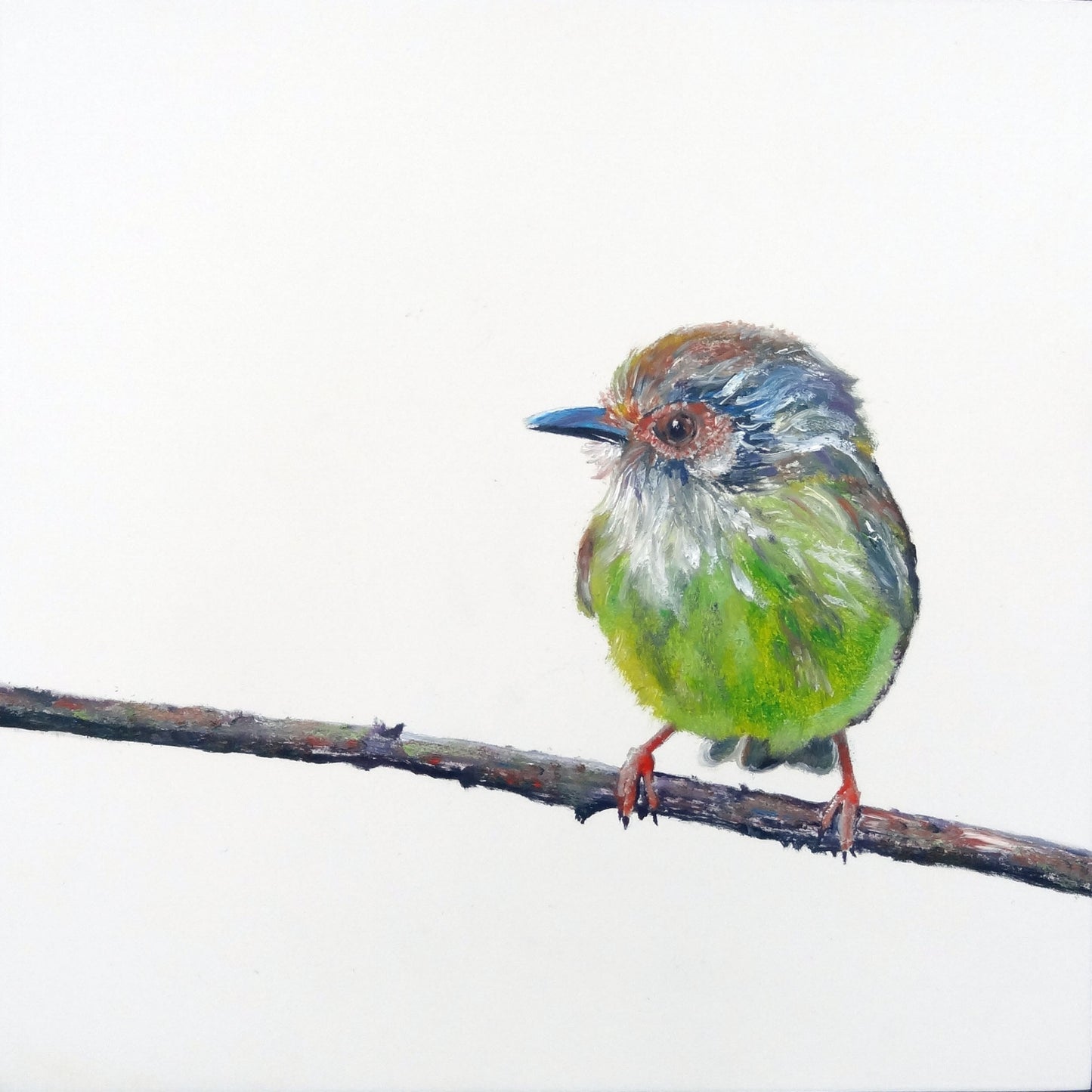 CARRIE GOLLER PRINTS - BIRDS - WIKI (Eared Pygmy Tyrant) print from 10x10 original oil