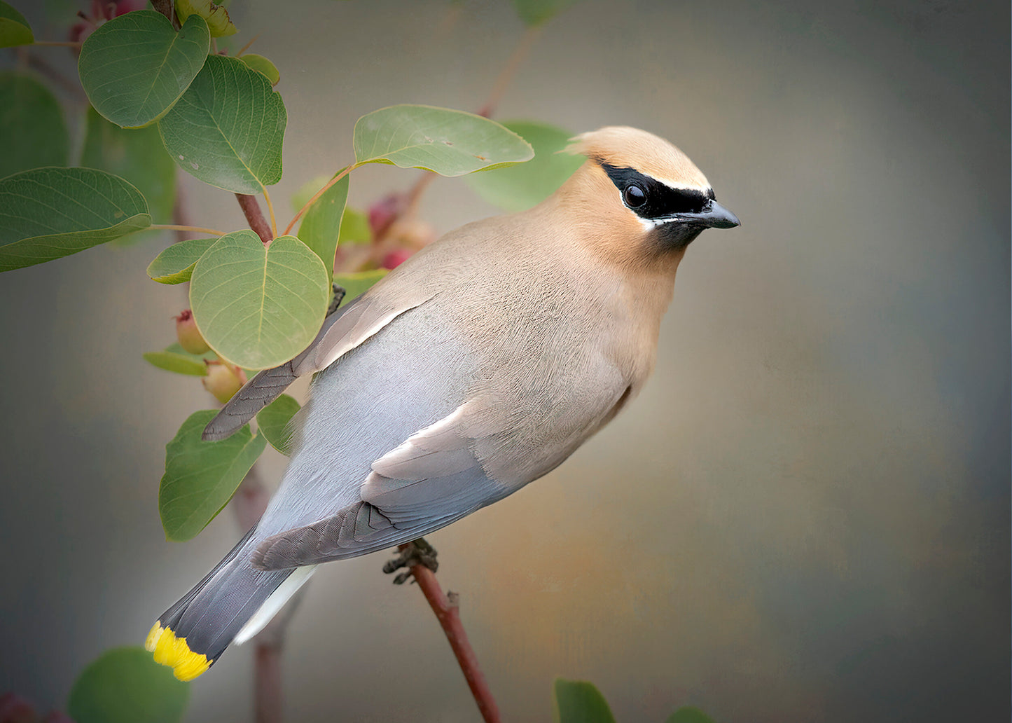 ***SOLD*** Bonnie Block - Cedar Waxwing #9236, 5x7 Fine Art Encaustic Photo on Wood Panel