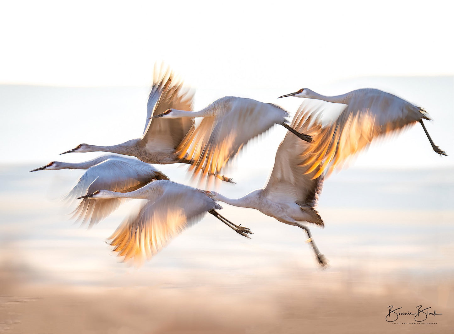 ***SOLD*** Prints available, Bonnie Block - Sandhill Cranes, 9x12 Fine Art Encaustic Photo on Wood Panel