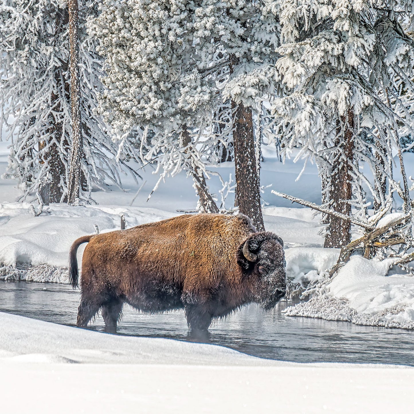 Bonnie Block -Firehole River 12X12 Fine Art Encaustic Photo on Wood Panel