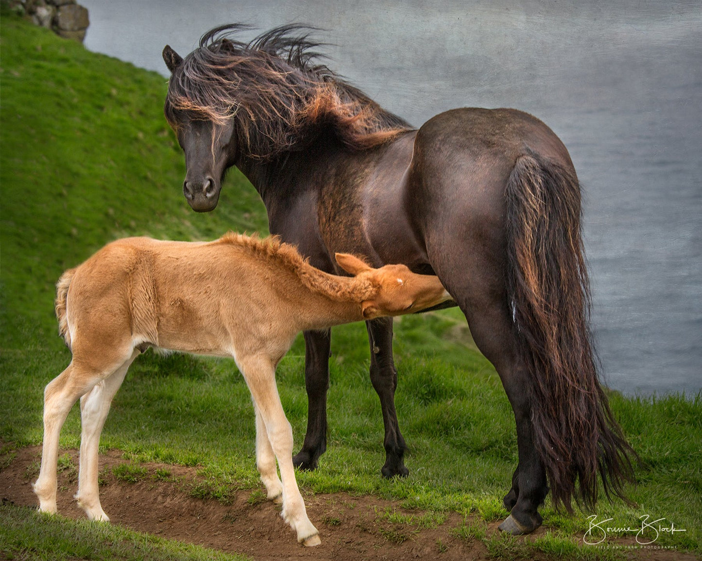 Icelandic Mare and Foal - Grimsey Island, Iceland