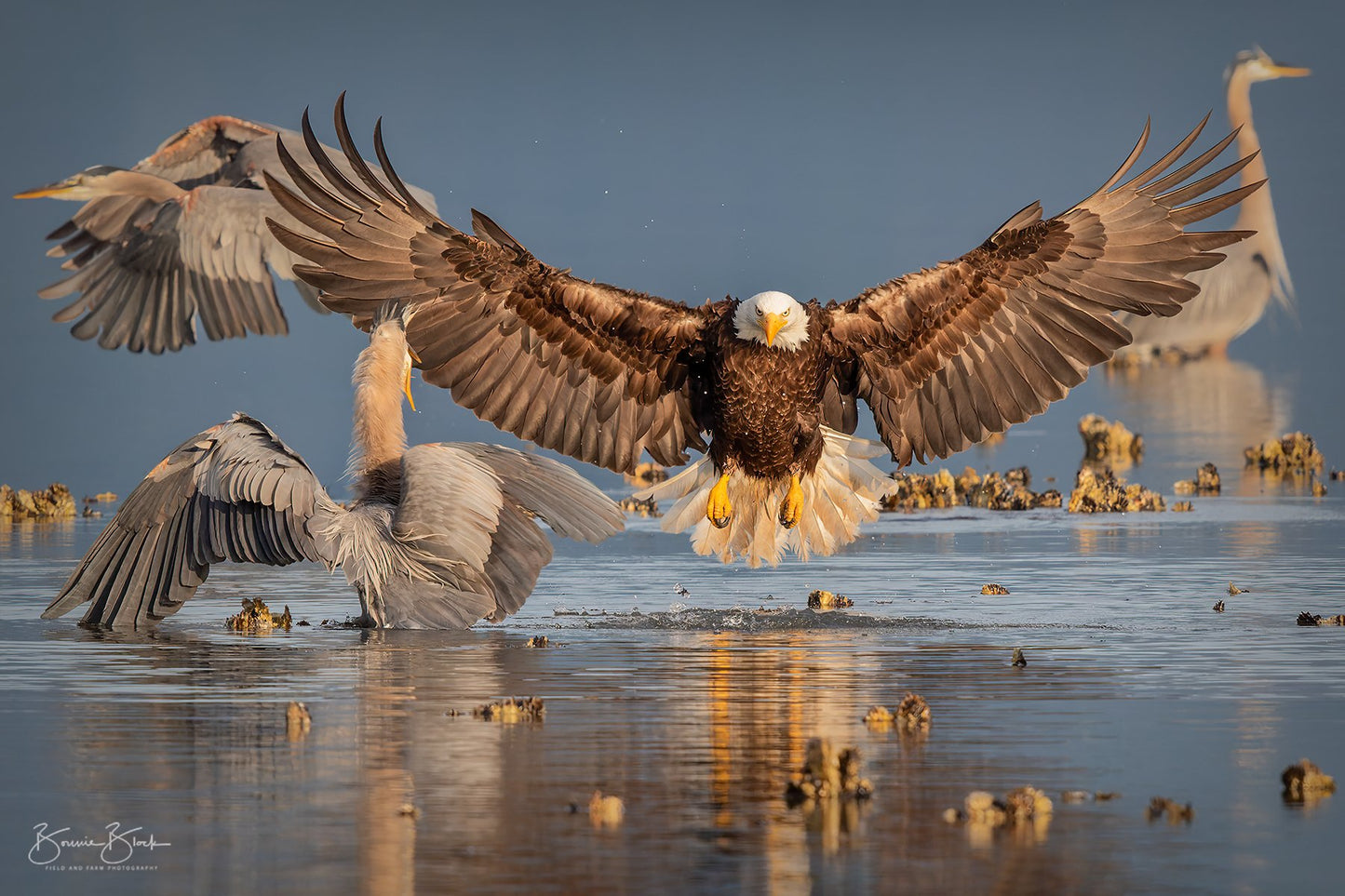 Bald Eagle and Great Blue Herons -- Audubon Grand Prize for Photography 2016