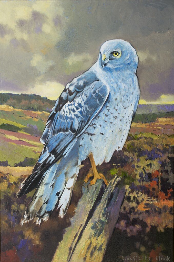 Prints available, original ***SOLD*** MAX HAYSLETTE - NORTHERN HARRIER (MALE), oil 30x20 (HMOC 1369)