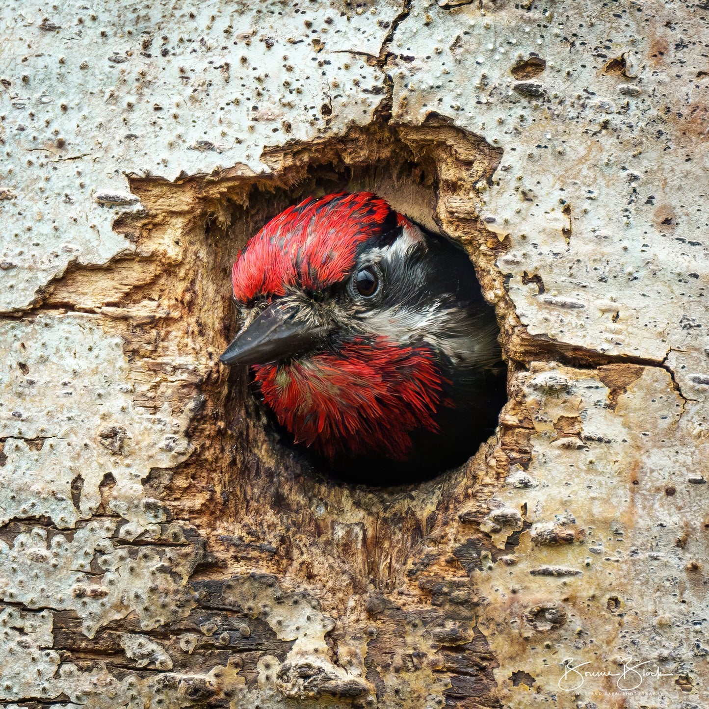 Bonnie Block -Red-naped Sapsucker 12X12 Fine Art Encaustic Photo on Wood Panel