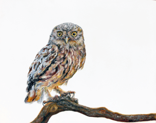 Sage - CARRIE GOLLER PRINT - BIRDS