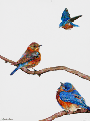 Overture ||| - CARRIE GOLLER PRINT - BIRDS
