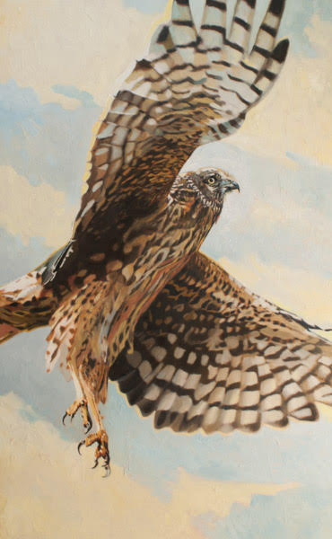 Prints available, original ***SOLD*** MAX HAYSLETTE - Northern Harrier (female) HMOC 1359, oil 40x25