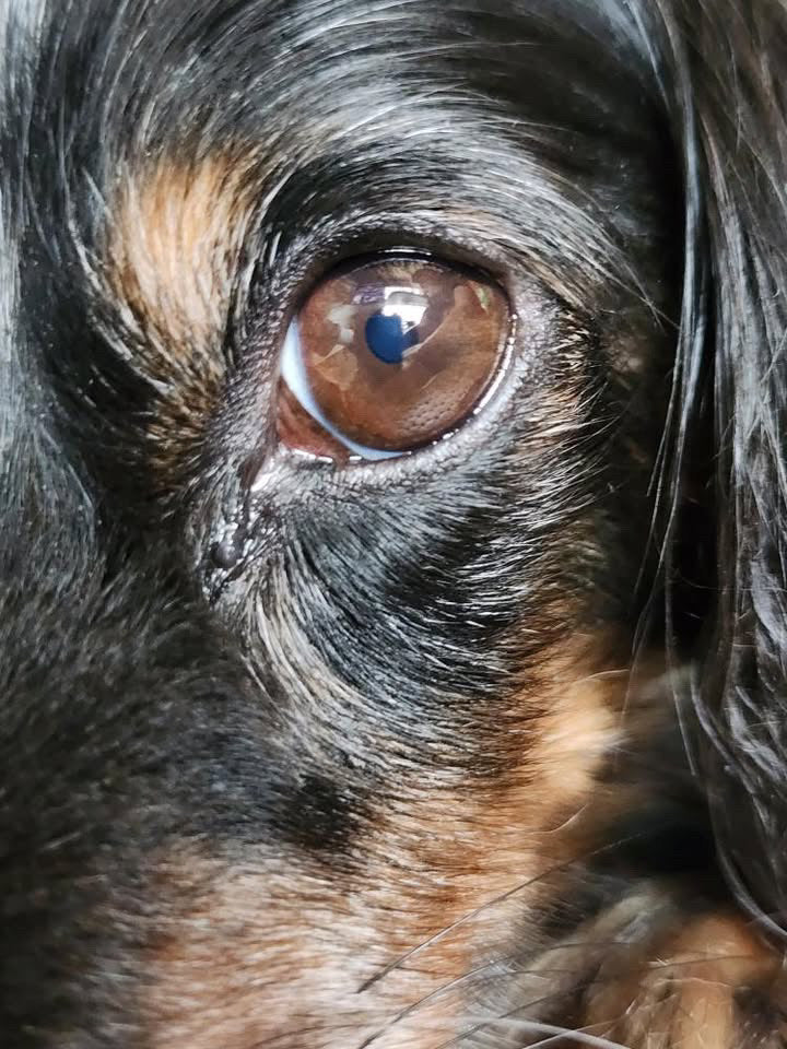 Custom: EyeConic Pet Portraits by Carrie Goller