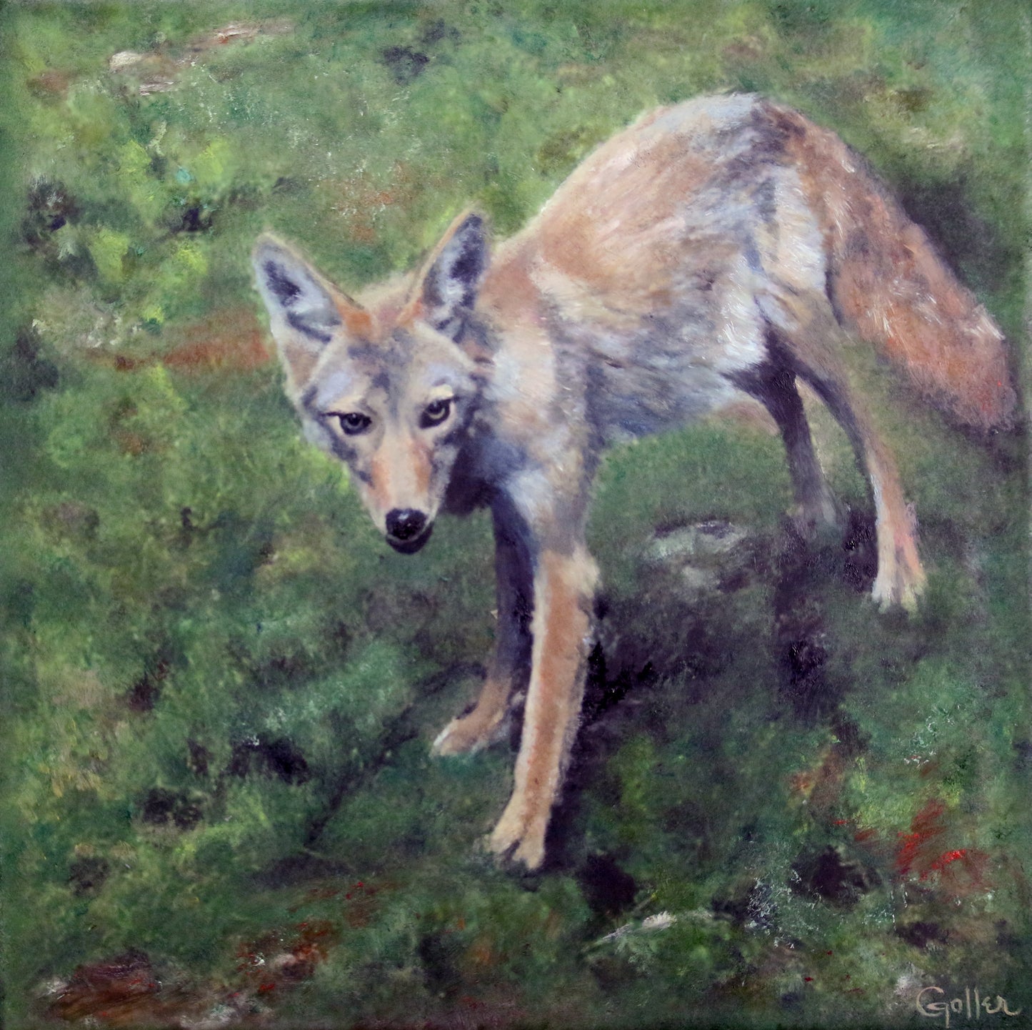 CARRIE GOLLER PRINTS - Angel Coyote, Original size 10"x10"