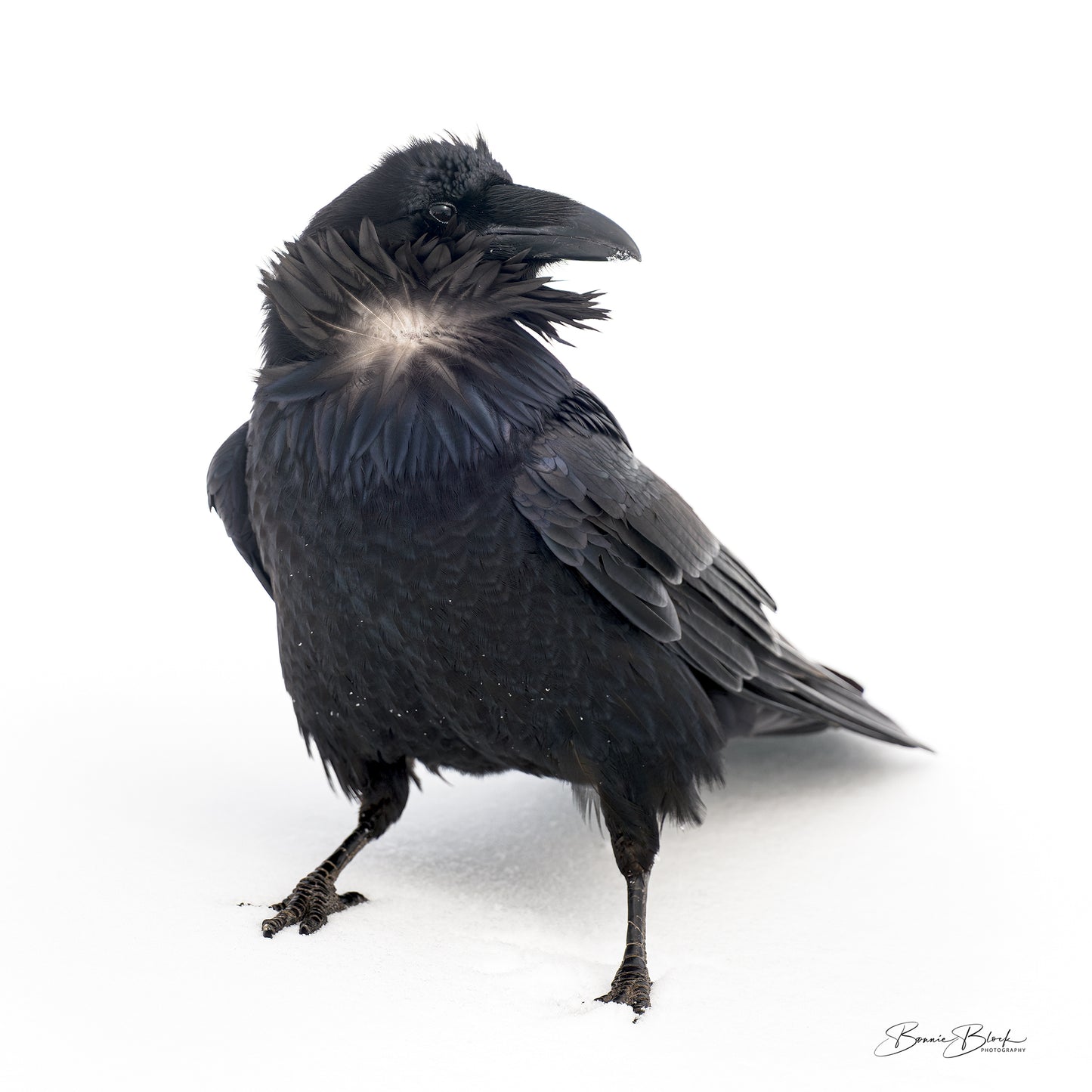 Bonnie Block -  Cheeky Raven, Fine Art Photography on Metal Print, 12 x 12