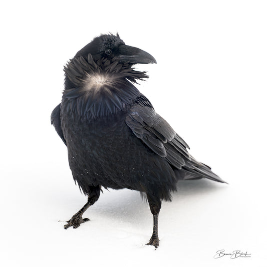 Bonnie Block -  Cheeky Raven, Fine Art Photography on Metal Print, 12 x 12