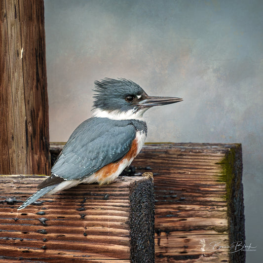 Bonnie Block -  Belted Kingfisher, Fine Art Photography on Metal Print, 12 x 12