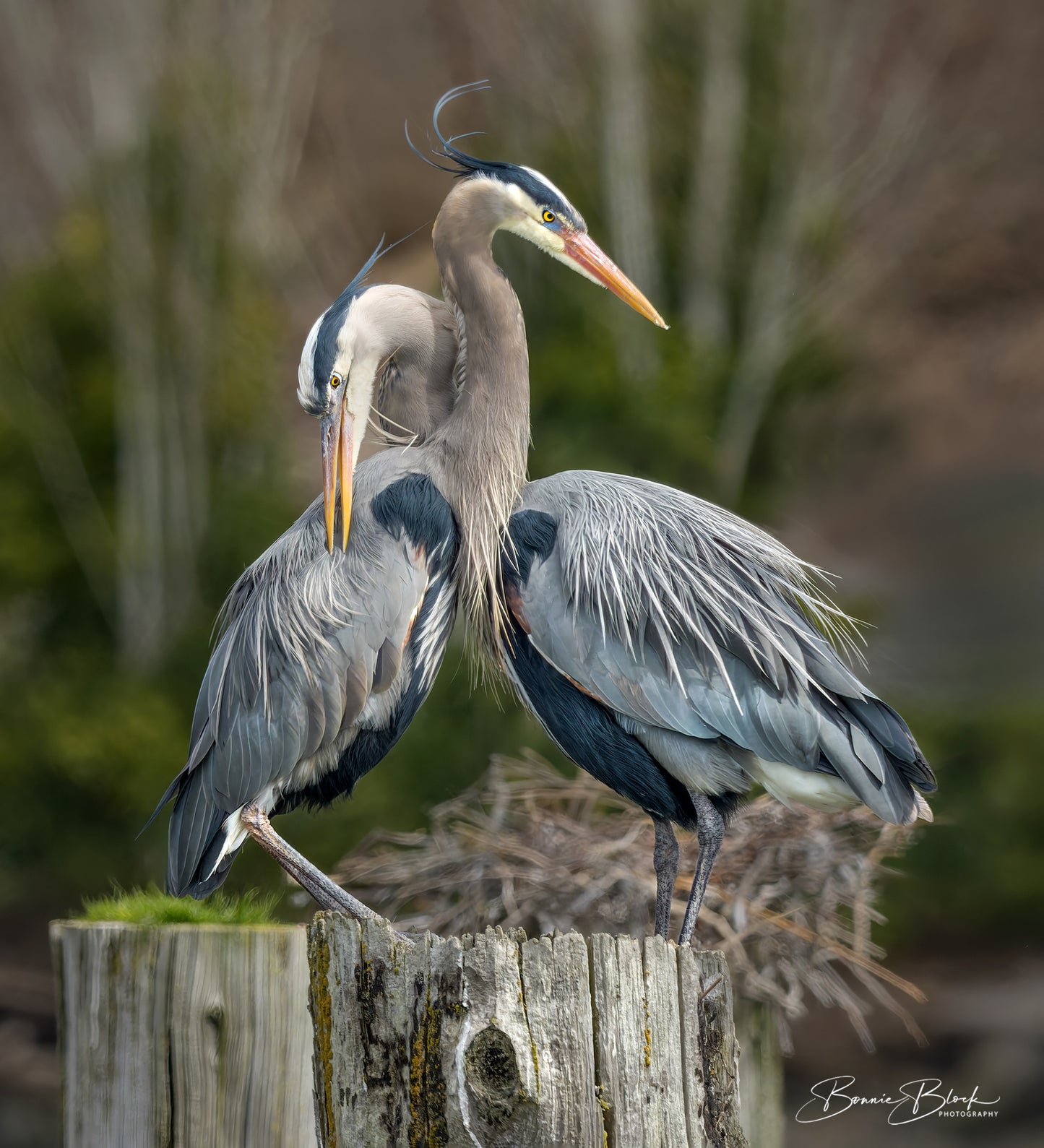 Bonnie Block - "Romance" - Great Blue Heron Pair, 14 x 11 Metal Print.  Ready to Hang.  $175.00 (Copy)