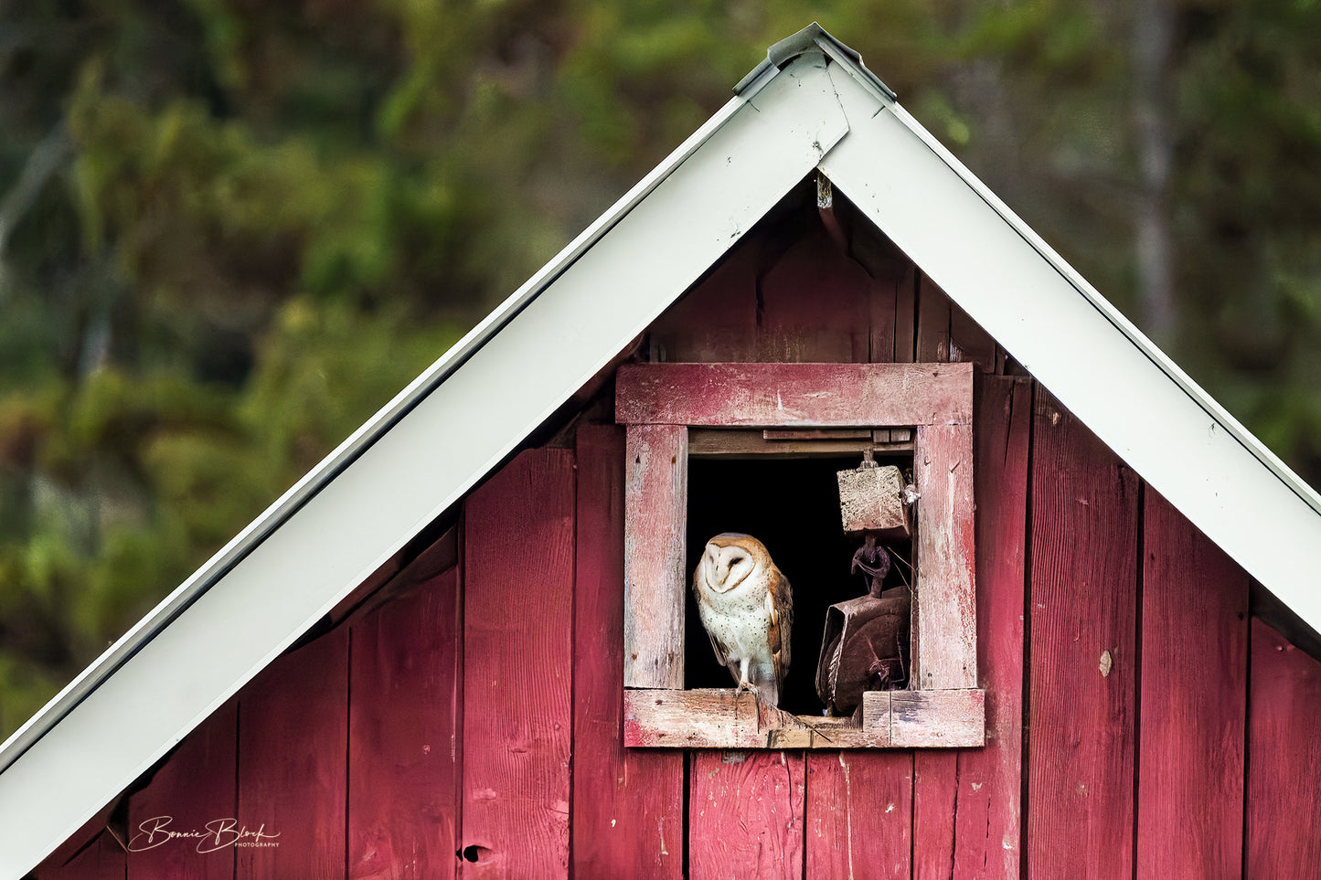 Bonnie Block - Barn Owl  8 x 12 Metal Print.  Ready to Hang.  $135.00