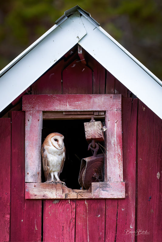 Bonnie Block -  Barn Owl, Fine Art Photography on Metal Print, 8 x 12
