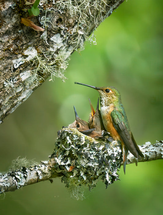 Bonnie Block -  Rufus Hummingbird Nest , Fine Art Photography on Metal Print, 8 x 12