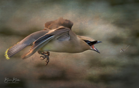 Cedar Waxwing , 6X12 Fine Art Photographic Print on Wood Panel