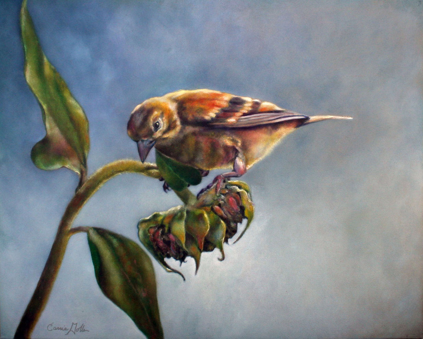CARRIE GOLLER PRINTS - BIRDS - FINCH    original oil, 24X30
