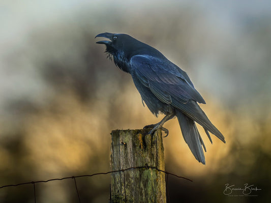 Bonnie Block - Raven, Fine Art Photographic Print on Wood Panel, 12X16