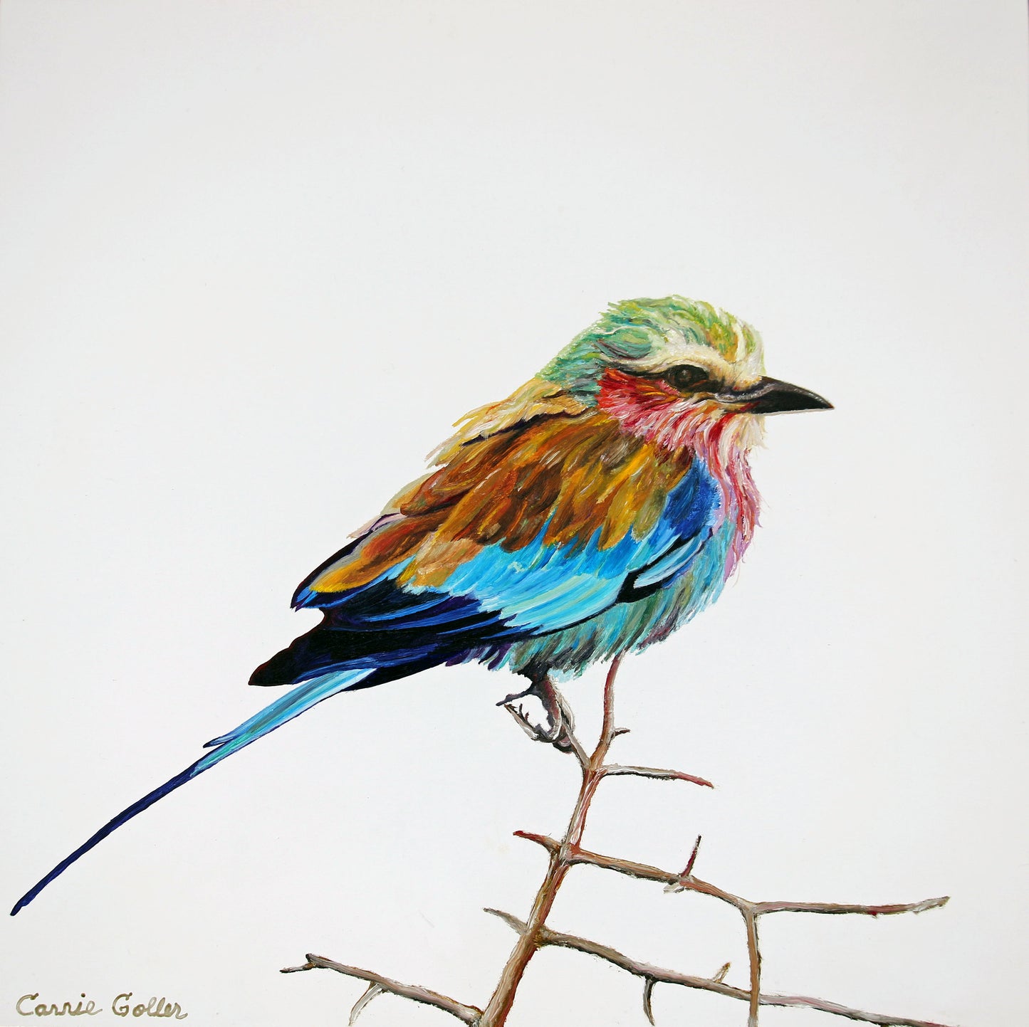 Prints available, original ***SOLD*** Carrie Goller - Lilac Breasted Roller, oil 12x12