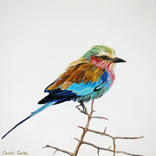 Prints available, original ***SOLD*** Carrie Goller - Lilac Breasted Roller, oil 12x12