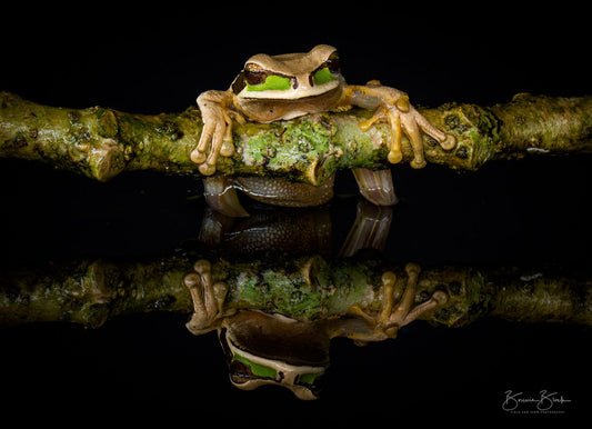 Bonnie Block - Masked Tree Frog, Costa Rica, Fine Art Photographic Print on Wood Panel, 9x12