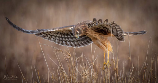 Bonnie Block - Northern Harrier, Fine Art Photographic Print on Wood Panel, 8x16