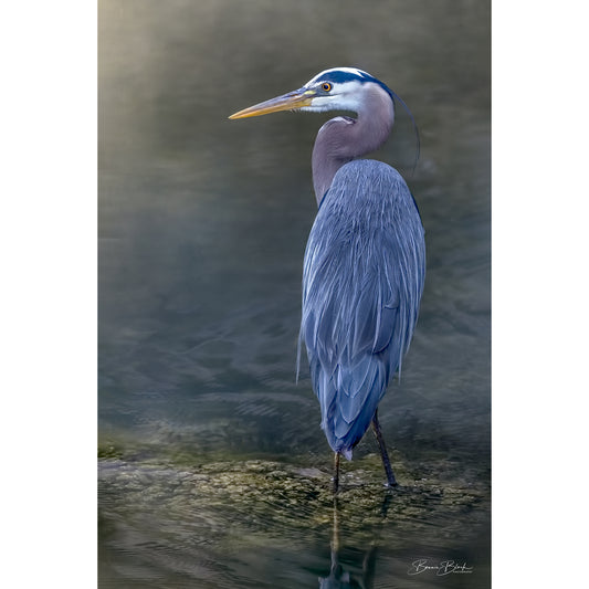 Bonnie Block -  Great Blue Heron Portrait , Fine Art Photography on Metal Print, 18X12