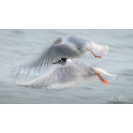 Bonnie Block - Bonapartes Gull,  8 x 12, Metal Print