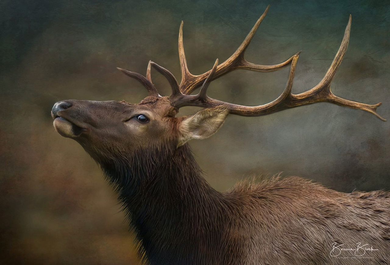 Bonnie Block - Roosevelt Elk, Fine Art Photographic Print on Wood Panel, 9x12
