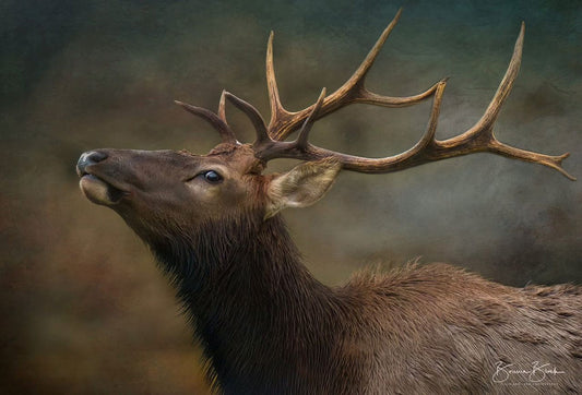 Bonnie Block - Roosevelt Elk, Fine Art Photographic Print on Wood Panel, 9x12