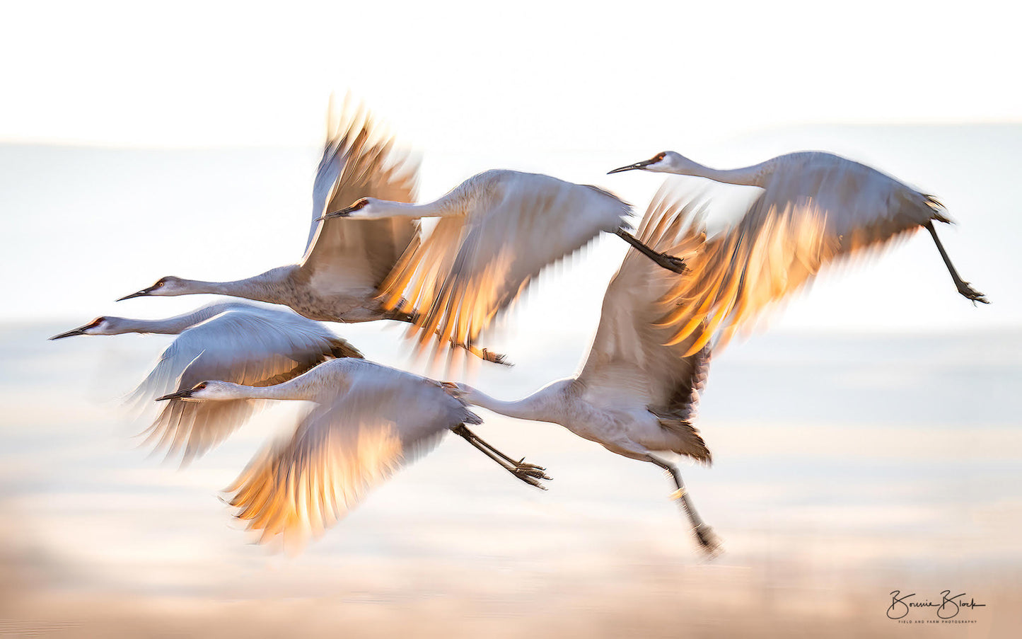 Bonnie Block - Sandhill Cranes, 8X16 Fine Art Photographic Print on Wood Panel, 8x16