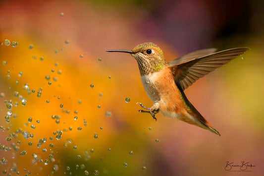Bonnie Block - Summer Joy, Rufous Hummingbird, Fine Art Photographic Print on Wood Panel, 12x16